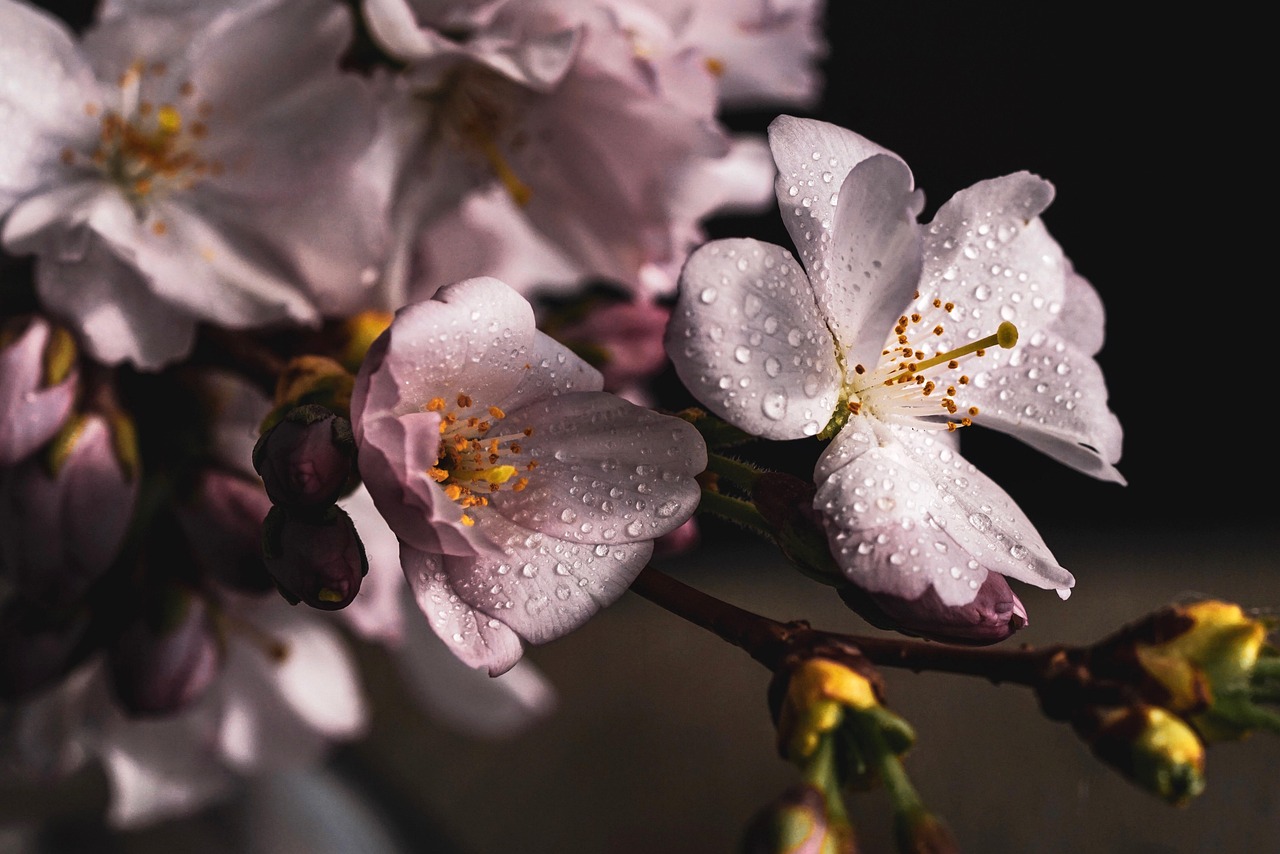 Blossom into Freshness: Sugheiryliz on the Vitality of Spring Cleaning